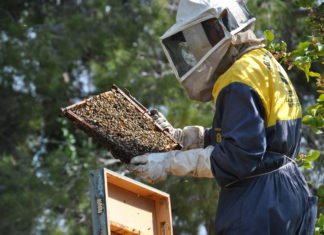 El gobierno valenciano aleja a las abejas de los campos de cítricos para evitar polinización cruzada
