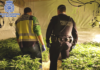La Policía Nacional desmantela varios cultivos hidropónicos de marihuana con más de 1.200 plantas y detiene a sus ocho responsables