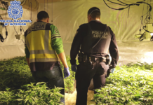 La Policía Nacional desmantela varios cultivos hidropónicos de marihuana con más de 1.200 plantas y detiene a sus ocho responsables