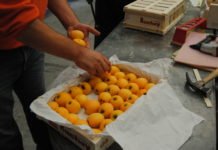 La Comunidad Valenciana es la tercera región de España en exportaciones según los datos conocidos del año 2020