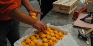 La Comunidad Valenciana es la tercera región de España en exportaciones según los datos conocidos del año 2020