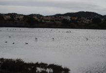 Los flamencos se reproducen por primera vez en las salinas de Torrevieja y se estima que la cantidad de pollos supera los 600