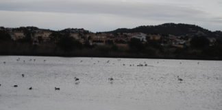 Los flamencos se reproducen por primera vez en las salinas de Torrevieja y se estima que la cantidad de pollos supera los 600