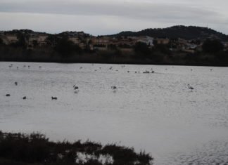 Los flamencos se reproducen por primera vez en las salinas de Torrevieja y se estima que la cantidad de pollos supera los 600