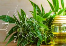 La «marihuana» que no coloca encuentra un negocio boyante en España