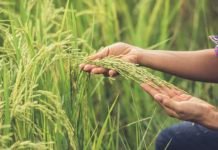 La Generalitat lucha por crear en Valencia el Consorcio de Gestión Ambiental de la Paja del Arroz