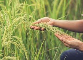 La Generalitat lucha por crear en Valencia el Consorcio de Gestión Ambiental de la Paja del Arroz