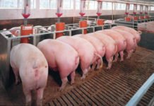 China confirma que un nuevo virus transmitido por cerdos amenaza con desatar una nueva pandemia mundial