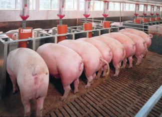 China confirma que un nuevo virus transmitido por cerdos amenaza con desatar una nueva pandemia mundial