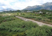Altea organiza un taller para identificar y conocer especies exóticas en el cauce el Río Algar