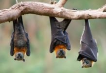 El virus de Nipah amenaza a la Humanidad con más letalidad que el covid19 según la Organización Mundial de la Salud