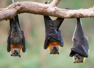 El virus de Nipah amenaza a la Humanidad con más letalidad que el covid19 según la Organización Mundial de la Salud