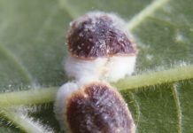 Los cítricos de la Vega Baja sufren una plaga de cochinilla pulvinaria letal para los árboles frutales