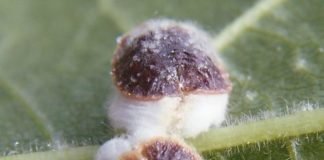 Los cítricos de la Vega Baja sufren una plaga de cochinilla pulvinaria letal para los árboles frutales