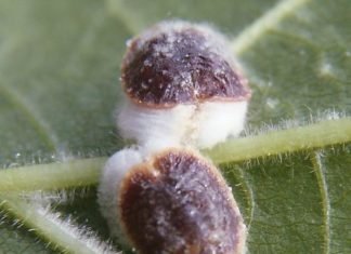 Los cítricos de la Vega Baja sufren una plaga de cochinilla pulvinaria letal para los árboles frutales