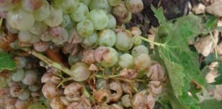 Las tormentas de granizo dañan unas 12.000 hectáreas de cepas en la comarca de Requena-Utiel