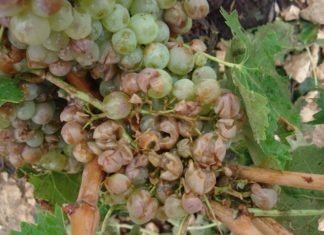 Las tormentas de granizo dañan unas 12.000 hectáreas de cepas en la comarca de Requena-Utiel