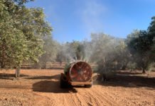 La Conselleria de Agricultura reclama 12 millones de euros al Gobierno central para apoyar a los agricultores en la lucha contra el ‘cotonet’
