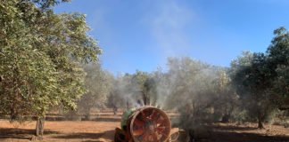 La Conselleria de Agricultura reclama 12 millones de euros al Gobierno central para apoyar a los agricultores en la lucha contra el ‘cotonet’