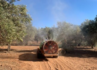 La Conselleria de Agricultura reclama 12 millones de euros al Gobierno central para apoyar a los agricultores en la lucha contra el ‘cotonet’