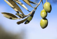 Un aceite de oliva de la Comunidad Valenciana entra por primera vez en el TOP10 de los mejores del mundo