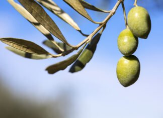 Un aceite de oliva de la Comunidad Valenciana entra por primera vez en el TOP10 de los mejores del mundo