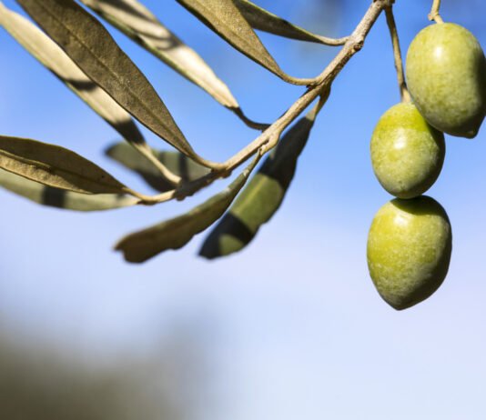 Un aceite de oliva de la Comunidad Valenciana entra por primera vez en el TOP10 de los mejores del mundo