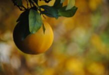 El Reino Unido anuncia aranceles a la cosecha de naranjas españolas a partir de septiembre