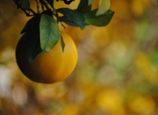 El Reino Unido anuncia aranceles a la cosecha de naranjas españolas a partir de septiembre