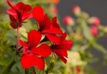 El Consell aprueba un convenio con la Asociación de Flores y Plantas para la promoción del programa ‘Viles en Flor’ de la Comunitat Valenciana