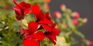 El Consell aprueba un convenio con la Asociación de Flores y Plantas para la promoción del programa ‘Viles en Flor’ de la Comunitat Valenciana