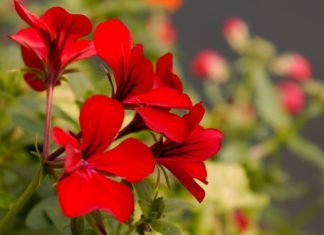 El Consell aprueba un convenio con la Asociación de Flores y Plantas para la promoción del programa ‘Viles en Flor’ de la Comunitat Valenciana