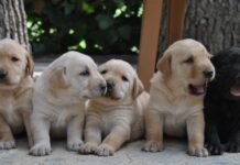 Doce curiosidades desconocidas del mejor amigo del hombre, el perro