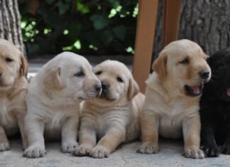 Doce curiosidades desconocidas del mejor amigo del hombre, el perro