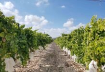 Arranca en Alicante la campaña de la vendimia en el Valle del Vinalopó