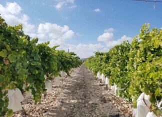 Arranca en Alicante la campaña de la vendimia en el Valle del Vinalopó