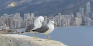 «¿Mandeeeee?». Por José Antonio Corachán