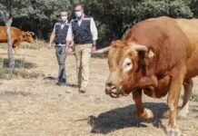 Madrid promueve el pastoreo controlado como medio para prevenir los incendios forestales