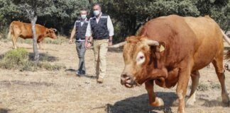 Madrid promueve el pastoreo controlado como medio para prevenir los incendios forestales