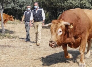Madrid promueve el pastoreo controlado como medio para prevenir los incendios forestales