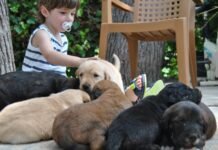 Alicante amplía doce meses el servicio de recogida y acogida de animales por parte de la Protectora de la ciudad