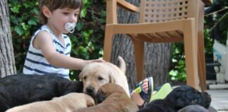 Alicante amplía doce meses el servicio de recogida y acogida de animales por parte de la Protectora de la ciudad