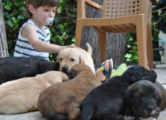 Alicante amplía doce meses el servicio de recogida y acogida de animales por parte de la Protectora de la ciudad