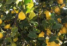 La Policía Nacional detiene en Benidorm a cinco personas por la sustracción de más de 160 kilos de limones ecológicos