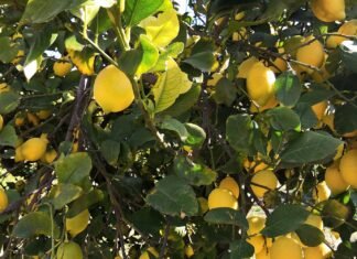 La Policía Nacional detiene en Benidorm a cinco personas por la sustracción de más de 160 kilos de limones ecológicos
