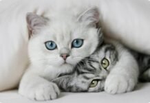 El Consell aprueba un convenio con la Coordinadora Animalista para la celebración del primer congreso felino de la Comunitat Valenciana