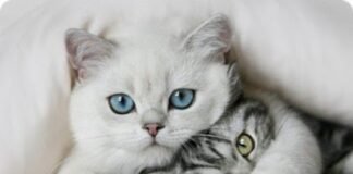 El Consell aprueba un convenio con la Coordinadora Animalista para la celebración del primer congreso felino de la Comunitat Valenciana