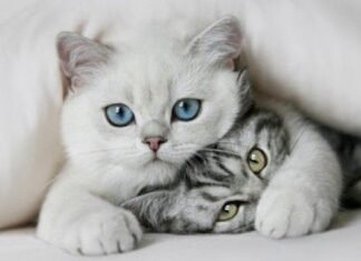 El Consell aprueba un convenio con la Coordinadora Animalista para la celebración del primer congreso felino de la Comunitat Valenciana