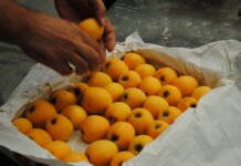 Las exportaciones agroalimentarias de la Comunitat Valenciana aumentan un 7,3% entre enero y julio