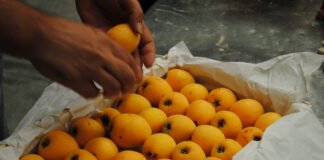 Las exportaciones agroalimentarias de la Comunitat Valenciana aumentan un 7,3% entre enero y julio